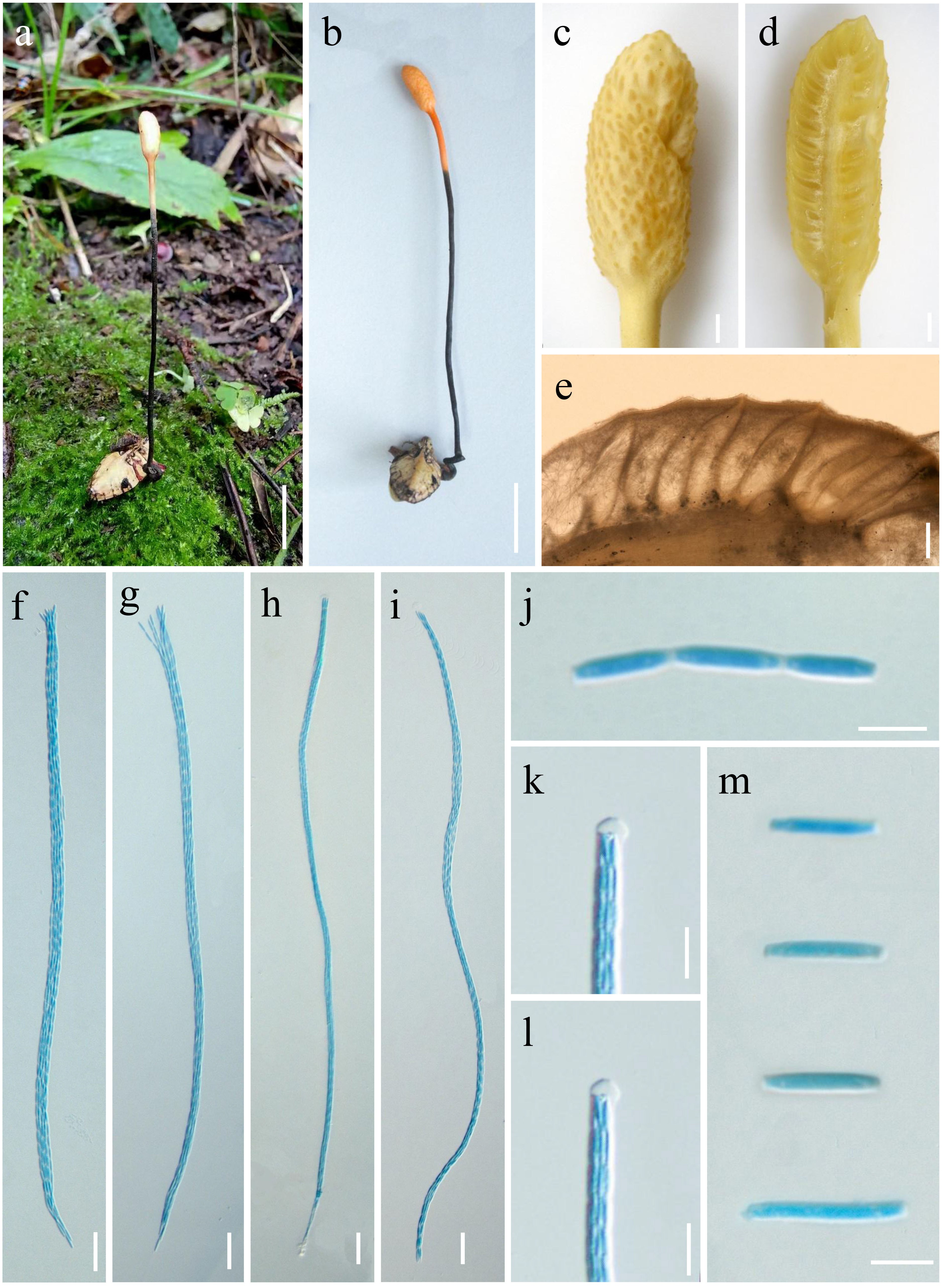 Figure 79
